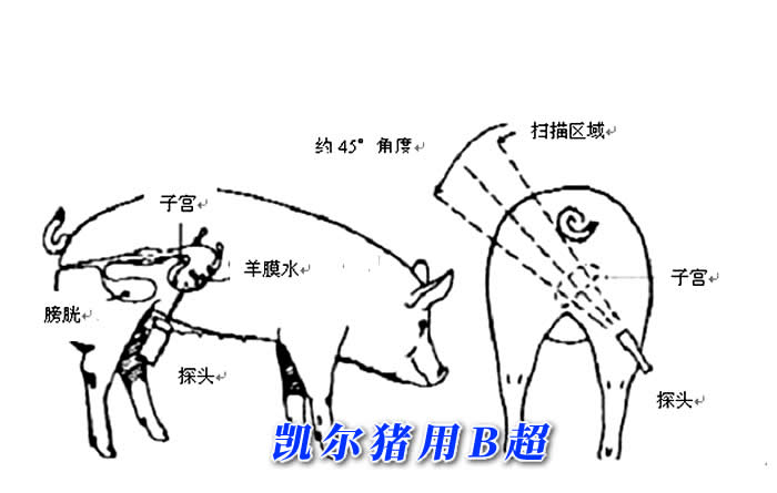 便攜式豬用B超檢查測(cè)量位置圖